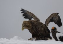 eagles on ice.JPG