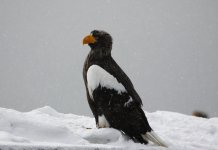 steller eagle on the snow.JPG