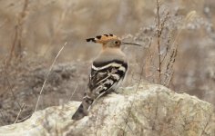 Common Hoopoe.jpg