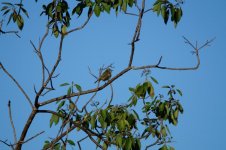 maybe Greenish Elaenia ,Kabah.JPG