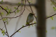 Large-Billed Leaf Warbler.jpg