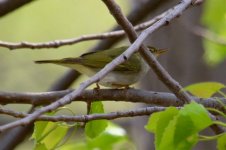 Large-Billed Leaf Warbler (2).jpg