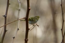 Yellow-browed Warbler?.jpg