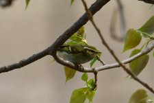 Yellow-Browed Warbler (1).jpg