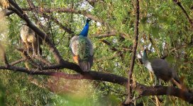 IMG_6584 Indian Peafowls @ Delhi.JPG