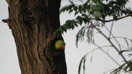 IMG_6590 Rose-ringed Parakeet @ Delhi.JPG