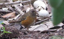 IMG_6246 Brown-headed Thrush @ Tai O.JPG