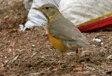 IMG_6316 Grey-backed Thrush (f) @ Tai O.JPG