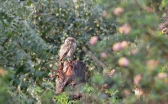 IMG_6582 Spotted Owlet @ Delhi.JPG