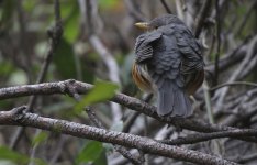 IMG_6308 Grey-backed Thrush @ Tai O.JPG