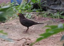 IMG_6260 Chinese Blackbird @ Tai O.JPG