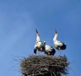 oriental stork nest2.jpg