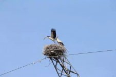 oriental stork nest.jpg