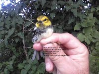 Black-throated Green Warbler_Me.jpg