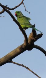 IMG_6600 Rose-ringed Parakeet @ Delhi.jpg