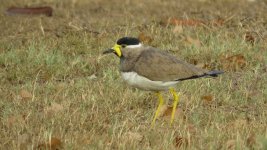 IMG_6567 Yellow-wattled Lapwing @ Delhi.JPG