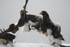 steller eagles fighting over fish.JPG