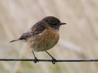 Stonechat IMG_7893.JPG