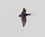 Swallow IMG_8209.JPG