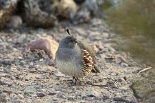 Gambels Quail us 2.jpg