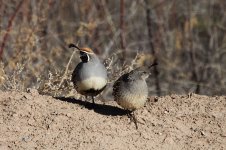 Gambels Quail us 3.jpg