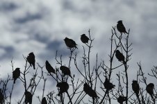 Cedar Waxwings us 1.jpg