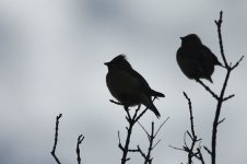 Cedar Waxwings us 2.jpg