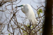 Great White Egret.jpg