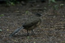 Plain Chachalaca us 3.jpg