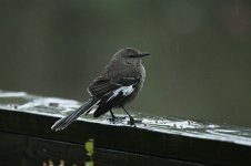 Northern Mockingbird us 3.jpg