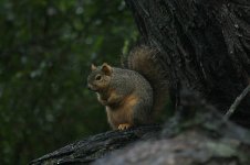 Fox Squirrel us 3.jpg