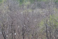 Great White Egret (Nesting area at LuNiauYan refuge).jpg