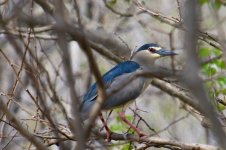 Black-Crowned Night Heron.jpg