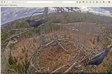 ravens on  Juras-Erglis nest..JPG