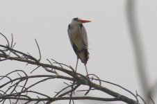 Grey Heron.jpg