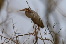 Purple Heron.jpg