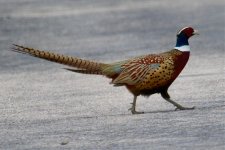 Ring-Necked Pheasant (1).jpg