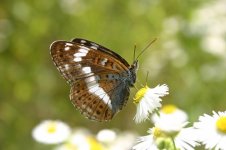 White_Admiral_rop_1.jpg