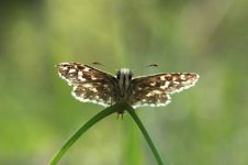 Grizzled_Skipper_lt_2.jpg