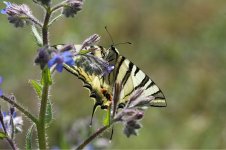 Scarce Swallowtail ks 1.jpg