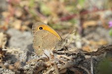 Aegean Meadow Brown ks 1.jpg