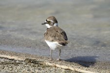 Little Ringed Plover ks 1.jpg