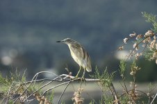 Squacco Heron ks 1.jpg