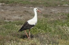 White Stork ks 1.jpg