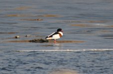 Common Shelduck 1.jpg