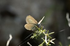 Green-underside Blue ks 1.jpg