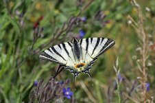 Scarce Swallowtail ks 3.jpg