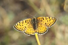 Lesser Spotted Fritillary ks 1.jpg