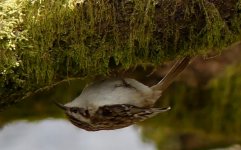 treecreeper in the goyt.JPG