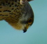 Kestrel crop.jpg